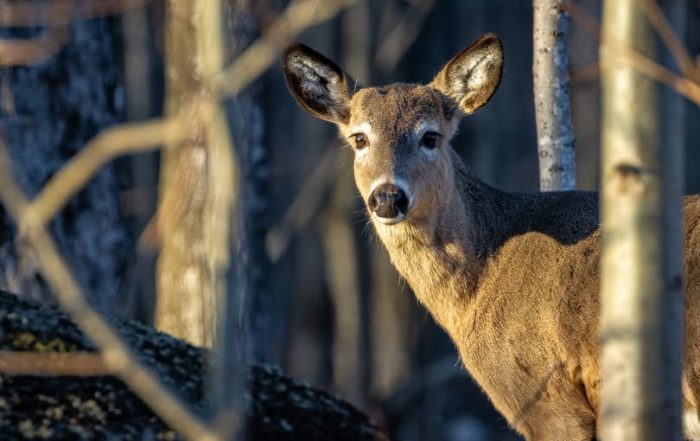 Rage du raton laveur : Québec appelle les chasseurs à la prudence