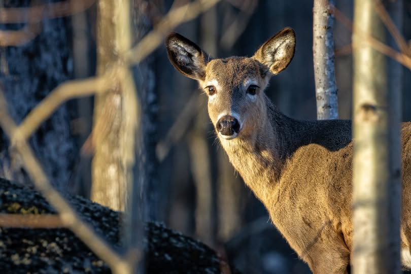Rage du raton laveur : Québec appelle les chasseurs à la prudence